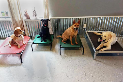 Four dogs sitting calmly on their mats in "place" - K9 Kenny dog training