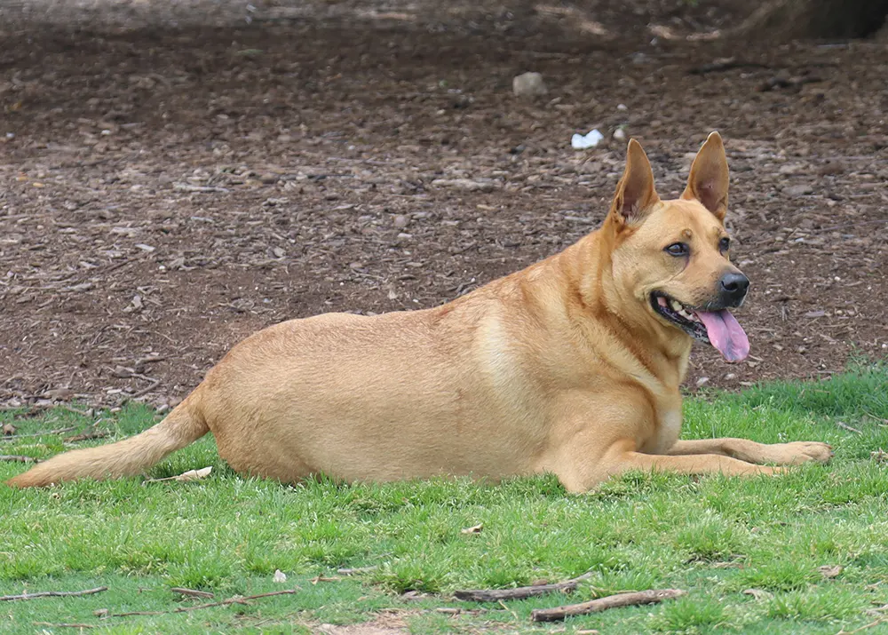 Luna is K9 Kenny's dog and training helper - K9 Kenny Dog Training and Behavior Modification in Austin , TX