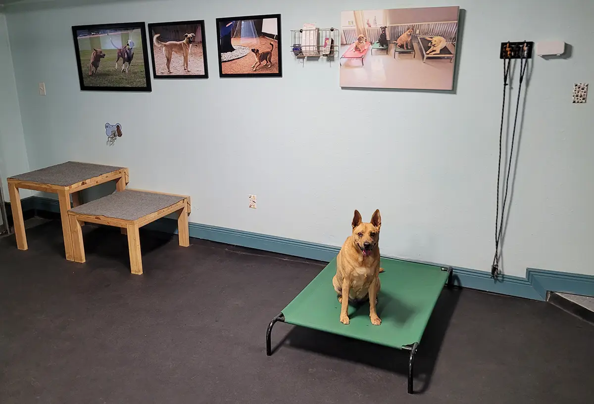 K9 Kenny's dog training facilities